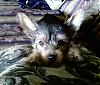 ~~~BuYinG A yOrkIe @ 8 MoNthS!!!~~~-foxxy-8-07-14wks.jpg