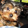 close ups on all furbabies-phpzmotot_c1pm.jpg