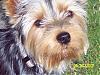 close ups on all furbabies-picture-159-800-x-600-.jpg