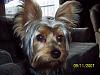 close ups on all furbabies-picture-445-800-x-600-.jpg