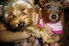 close ups on all furbabies-80.jpg