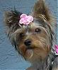 close ups on all furbabies-yorkietalk-025head.jpg