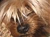 close ups on all furbabies-beau.jpg
