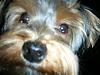 close ups on all furbabies-copy-dscn2099.jpg
