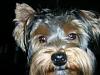 close ups on all furbabies-copy-dscn2100.jpg