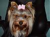 close ups on all furbabies-may-023s.jpg