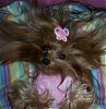 close ups on all furbabies-803-480-x-494-.jpg