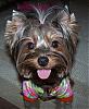 close ups on all furbabies-800-396-x-482-.jpg