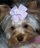 close ups on all furbabies-804-257-x-306-.jpg
