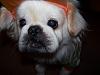 close ups on all furbabies-801-644-x-483-.jpg