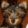 close ups on all furbabies-l-b-037_edited-600-x-600-.jpg
