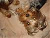 close ups on all furbabies-ge-055-600-x-450-.jpg