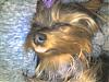 close ups on all furbabies-img013.jpg