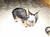 Yorkie leg hair !-p1010450-small-.jpg