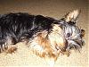 Yorkie leg hair !-p1080461-small-.jpg
