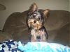 Yorkie leg hair !-p1180612-small-.jpg