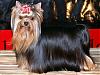 Brazilian Yorkies-chanels-dad.jpg