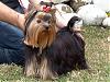 Brazilian Yorkies-chanels-mom-georgia-futuracampea.jpg