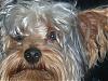close ups on all furbabies-chero-108-.jpg