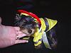 Do you dress your dogs for Halloween-s4010082.jpg