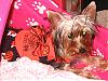 Do you dress your dogs for Halloween-img_1257.jpg