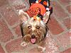 Do you dress your dogs for Halloween-img_1255.jpg