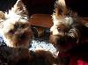 close ups on all furbabies-molly-charlie-kitchen.jpg
