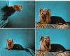 Coat care and cholesterol-deuce-houston-photos-1-yorkie-talk.jpg