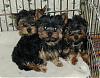 Oct.. Pic's of Shula, Godiva and Chipper-2007-oct-2-shula-front-right-chipper-back-left-godiva.jpg