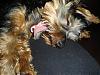 Yorkshire and/or Silky Terriers?-dsc04511.jpg