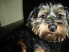 Yorkshire and/or Silky Terriers?-dsc04510.jpg