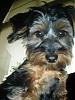 Yorkshire and/or Silky Terriers?-dsc04519.jpg