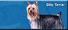 WOW just WOW-silky_terrier.jpg