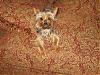 A lady asked me if he is a silky terrier-img_1298.jpg