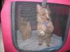 Pic of What I consider to be kind of Awsome of Mavrick & Mercedes (red Yorkie Pups)-8-600-x-450-.jpg