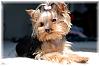 Yorkie's hair in top knot-baby-lola2.jpg