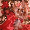 Need help with "Doggie" Pageant Ideas-christmas.jpg