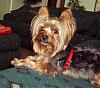 I'm Getting Another Yorkie Tomorrow!-lake-house-7-.jpg