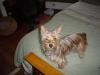 Pic of What I consider to be kind of Awsome of Mavrick & Mercedes (red Yorkie Pups)-biddy1.jpg
