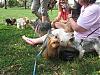 YT Iowa Meetup PICTURES!-zoo-vandy-yorkies-375.jpg
