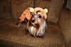 Halloween Costumes!-tigger_urkiddingright.jpg