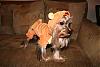 Halloween Costumes!-tigger_front.jpg