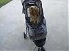 Strollers, quite the new fad!-cropped-stroller-1.jpg