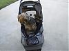 Strollers, quite the new fad!-cropped-stroller-2.jpg