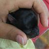 what name should I give to this sweet baby?-laura-babies-s.jpg