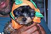 lets see them scary yorkies !!!!!-haley-halloween-costume-005.jpg