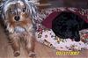 2 yorkies so different??-annie-belle-suei.jpg