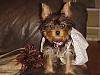 2 yorkies so different??-mvc-908f.jpg