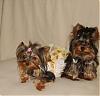 Come and see how great Des is from GoFetch!-go-fetch-pooh-bee004.jpg