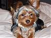 Does your Yorkie back talk you?-buzz-021.jpg